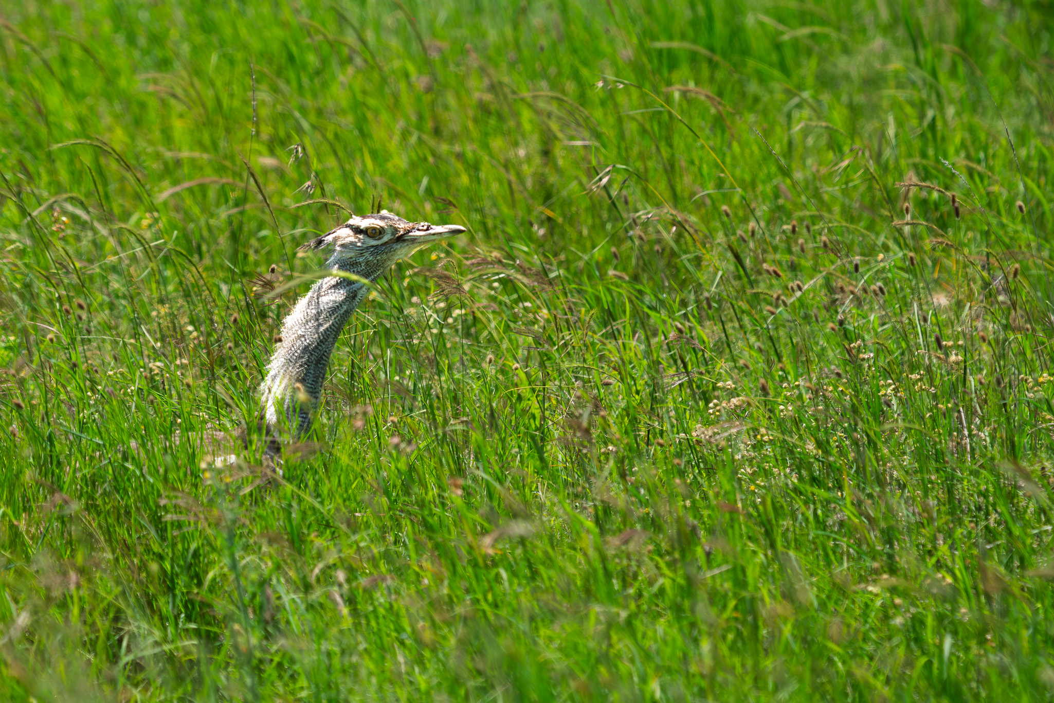 Tanzania 20260325 Avutarda verdinegra